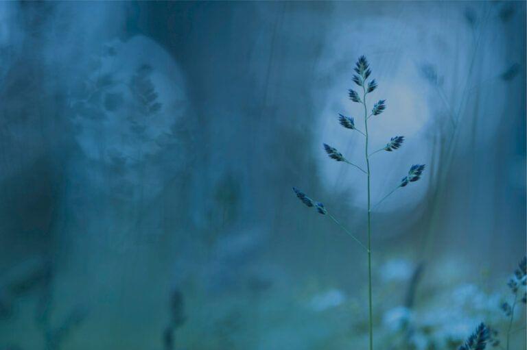A serene dusk scene with delicate grass silhouettes against a cool, blurred blue background, enriched by Trualta's Program to improve the viewing experience.