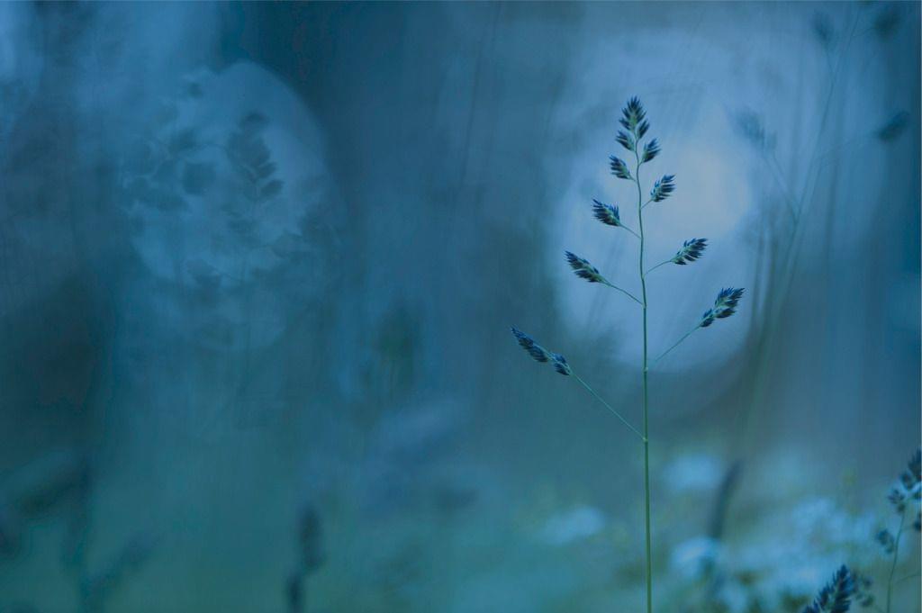 A serene dusk scene with delicate grass silhouettes against a cool, blurred blue background, enriched by Trualta's Program to improve the viewing experience.